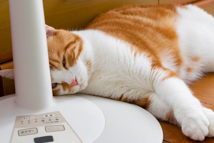 扇風機を枕にする猫