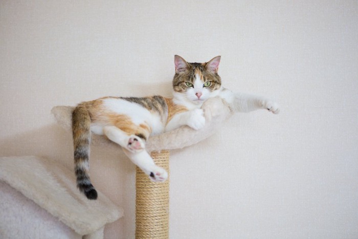 キャットタワーの上でくつろぐ三毛猫