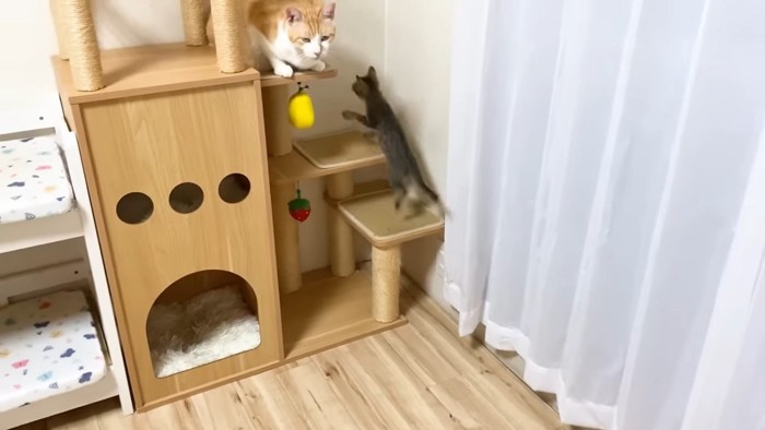 キャットタワーに登る子猫