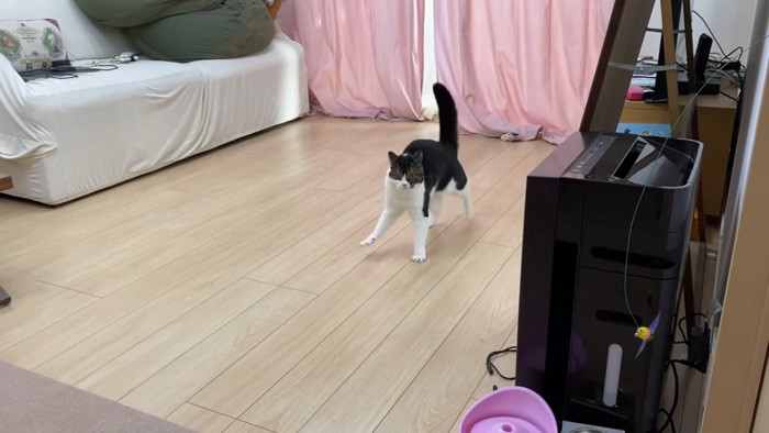 部屋の真ん中で立つ猫