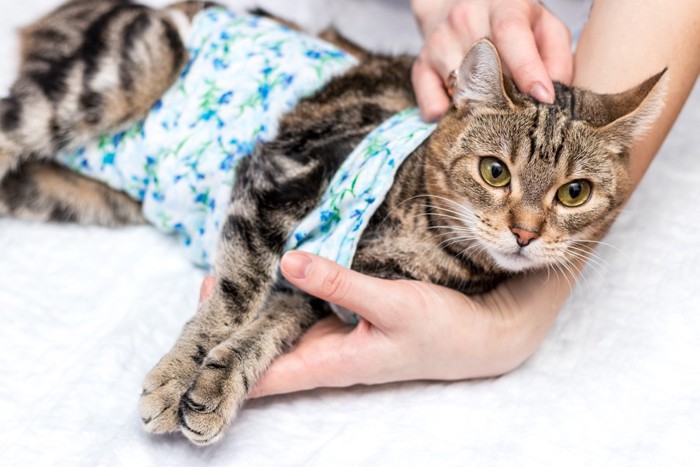 避妊手術後に横たわる猫