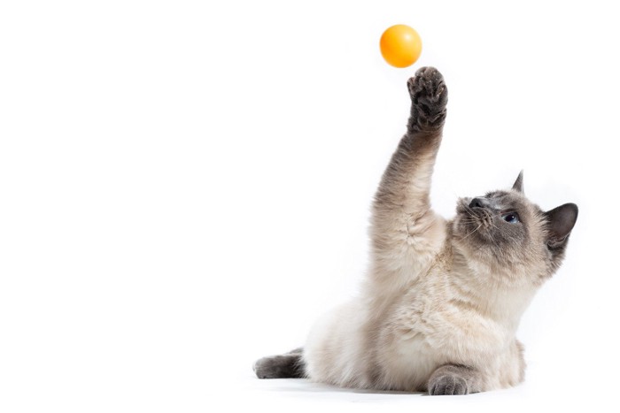 跳ねるボールで遊ぶ猫