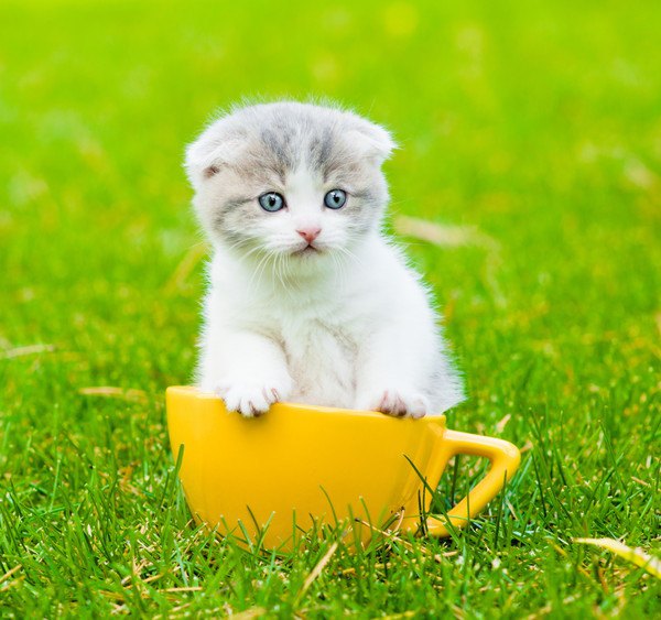 草原の中でのカップ猫