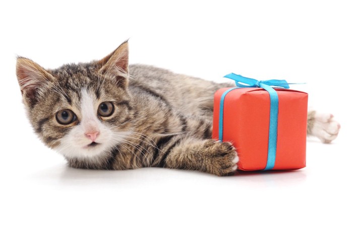 恩返しのプレゼントを持つ猫