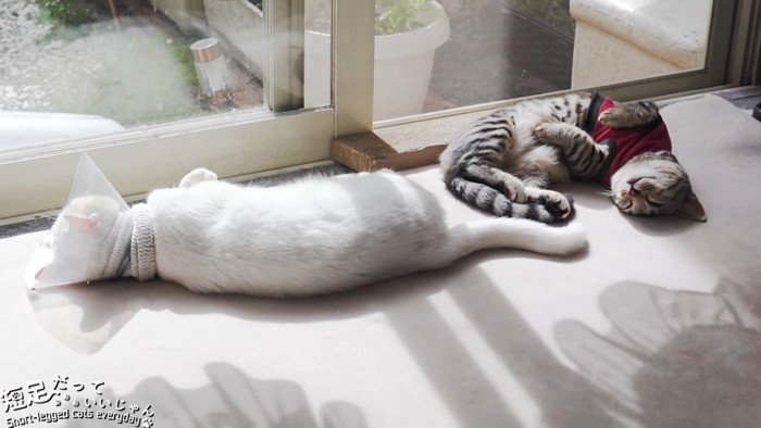 寝る2匹の猫