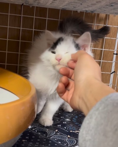 人の手に顔を擦り寄せる子猫