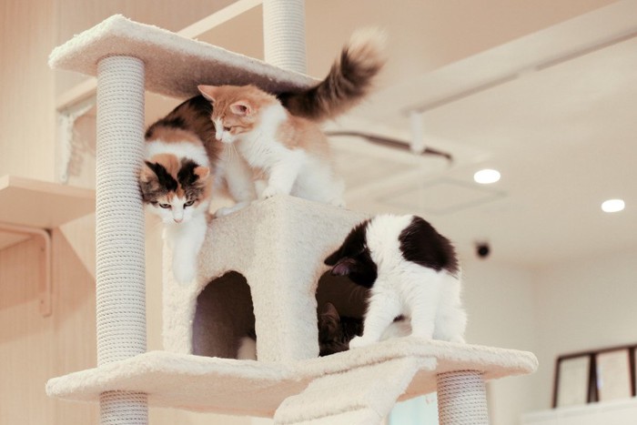 白系のキャットタワーに乗る猫達