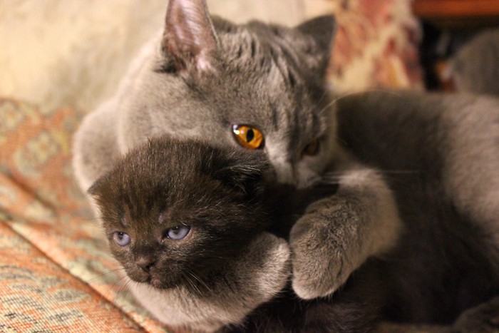 子猫を抱きしめるブリティッシュショートヘアの母猫