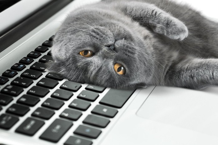 .パソコンのキーボードの上でくつろぐ猫