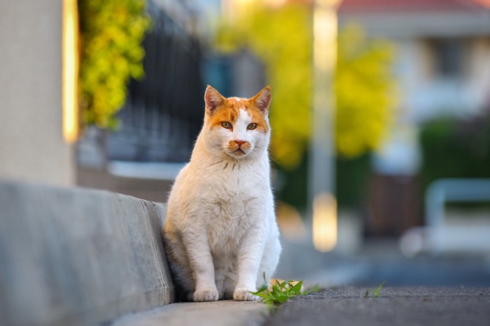 道路の端で座っている猫