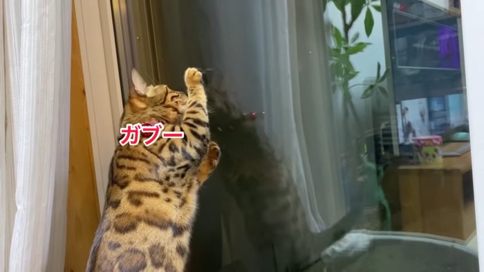 窓ガラスに顔を近づける猫