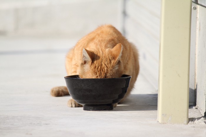 食事をする猫