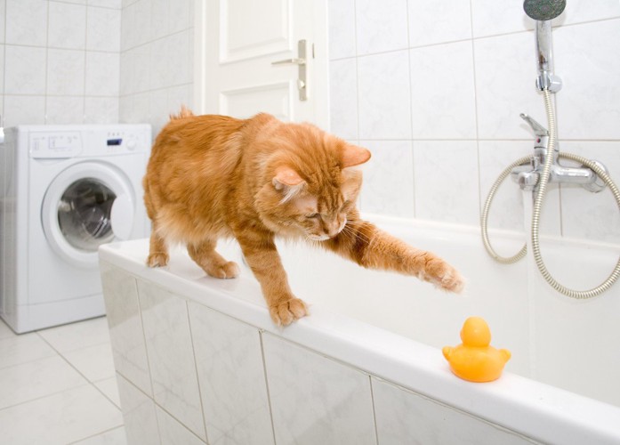 お風呂のヘリで遊ぶ猫