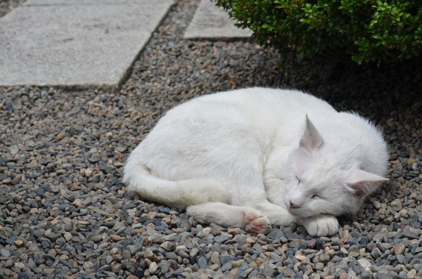 顔と足をだして丸くなる白猫