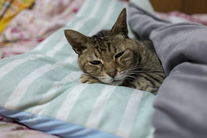 布団をかけて枕を使って眠る猫
