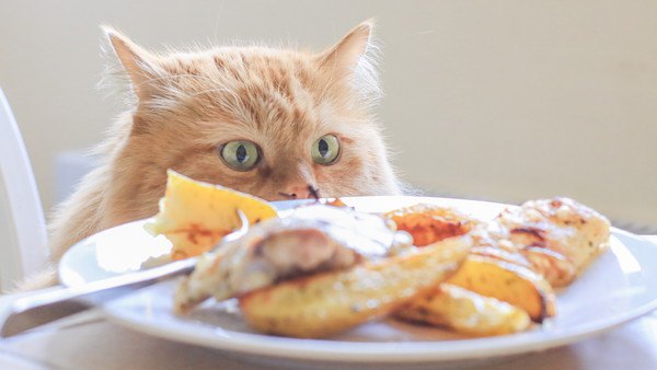 食べ物を見る猫