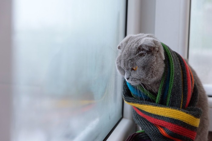窓辺でブランケットにくるまり寒そうにする猫