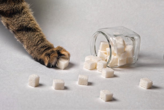 角砂糖に触れる猫の手