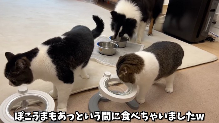 食事をする猫と犬
