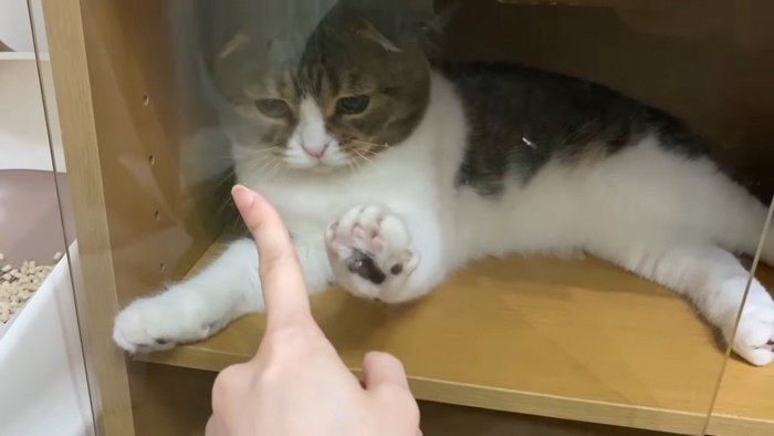 ガラスに前足を当てる猫