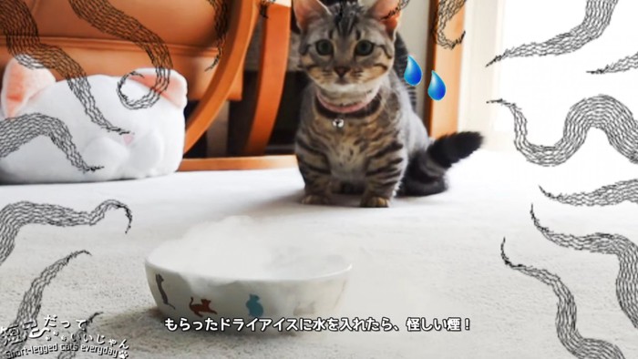 お皿を見る猫