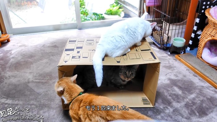箱の周りにいる3匹の猫