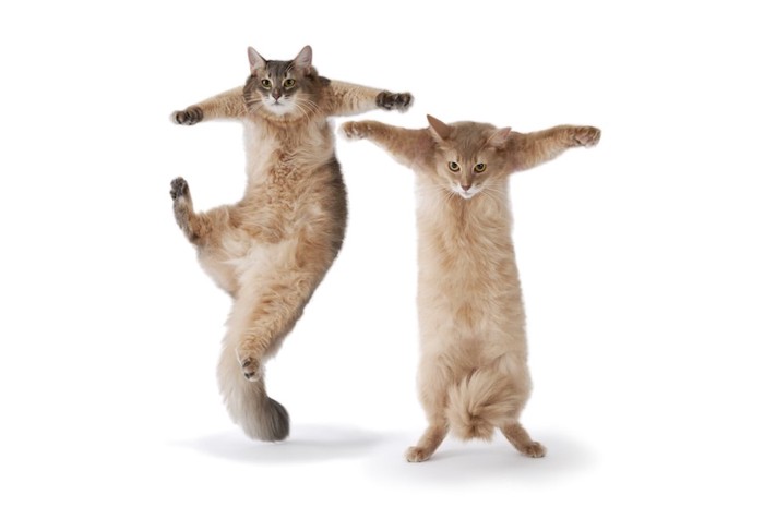 立ち上がってダンスをする二匹の猫