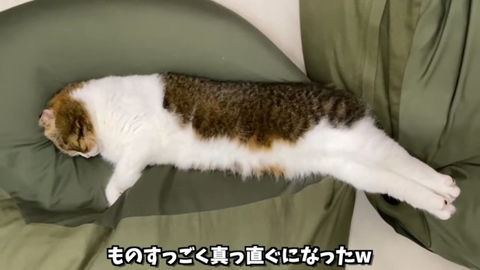 横になって寝る猫