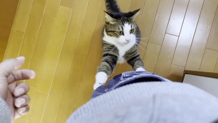 前足をかける猫