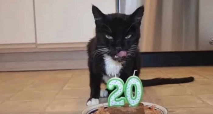 20歳の誕生日ケーキとタキシード猫
