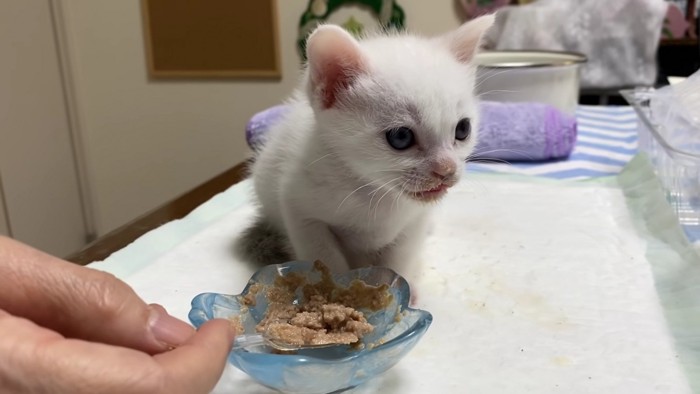 離乳食を咀嚼する子猫