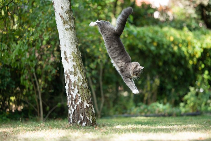 木から飛び降りる猫
