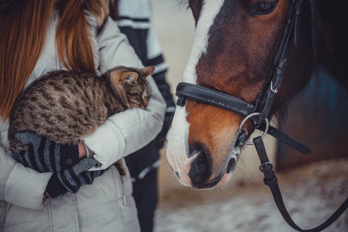 猫を抱いた女性に寄り添う馬