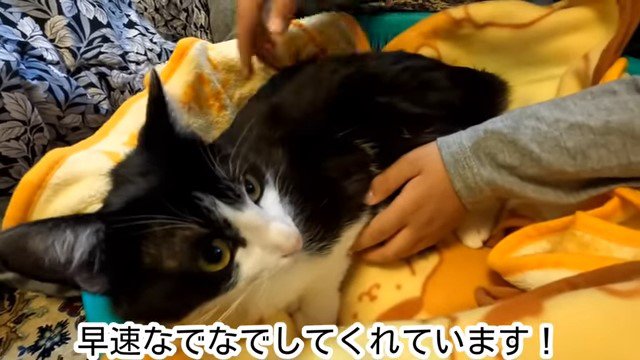 猫を撫でる手