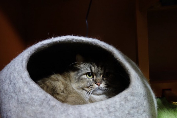 ドーム型のハウスに隠れる猫