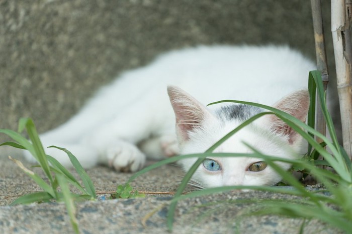 草の陰に隠れるオッドアイの子猫