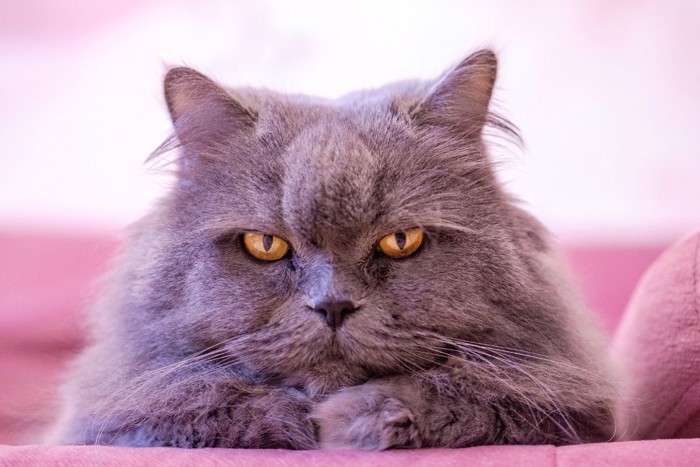 ピンクのソファの上でこちらを見る猫