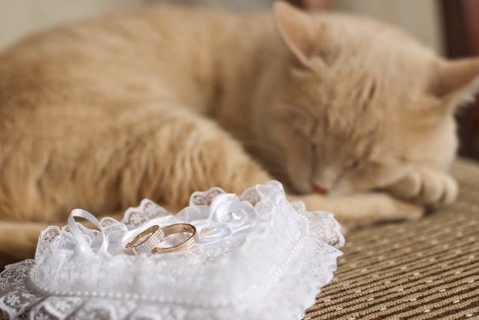 リングピローの上の指輪と眠る猫