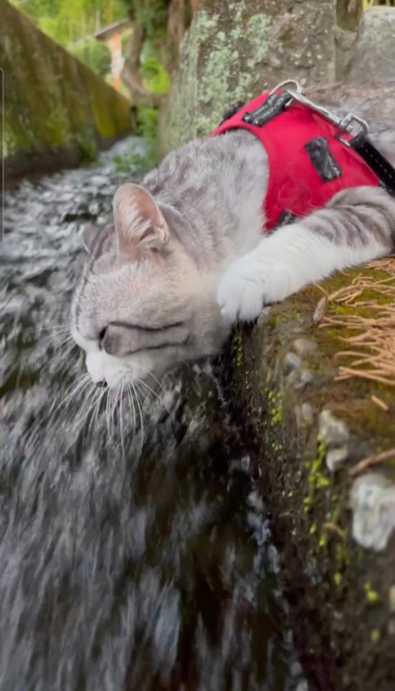水路を覗き込む猫の横顔