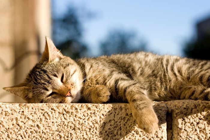 塀の上で日光浴してる猫