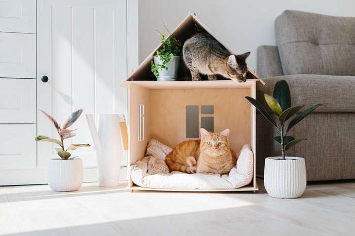 家の模型の中の猫