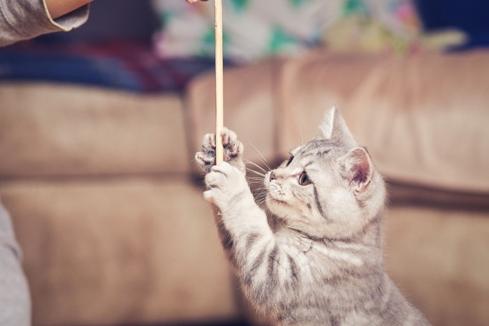 棒を触る猫