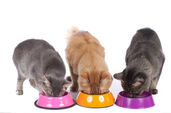 3種類の猫の食器