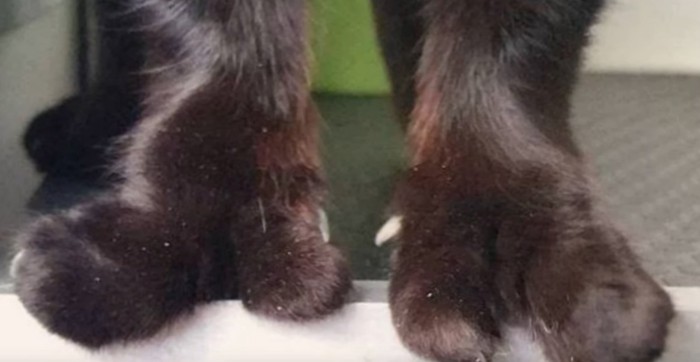 合指症の猫の前足