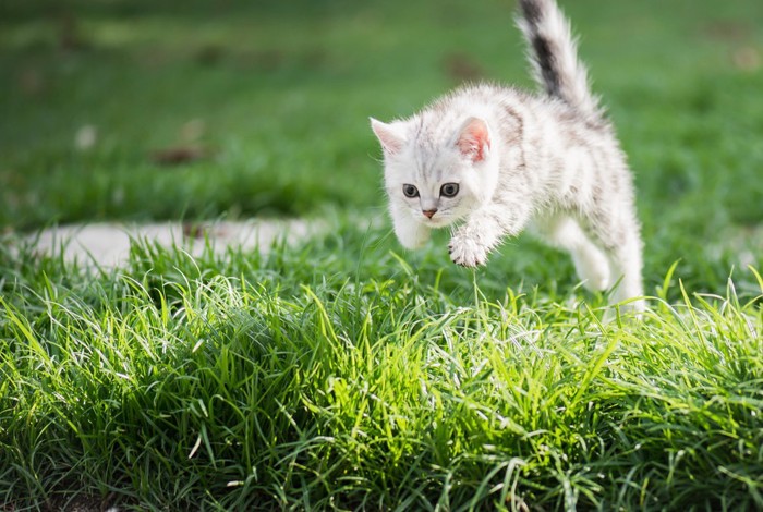 走る子猫の写真