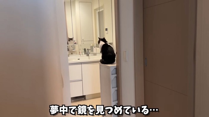 鏡を見ている猫