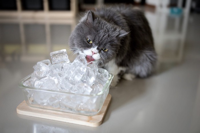 大量の氷を舐める猫