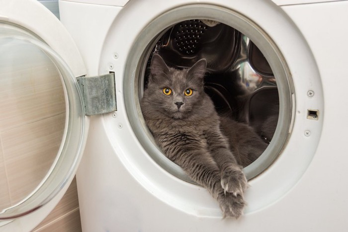 洗濯機の中に入ってくつろぐ猫