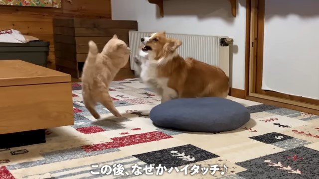 ハイタッチをする犬と猫