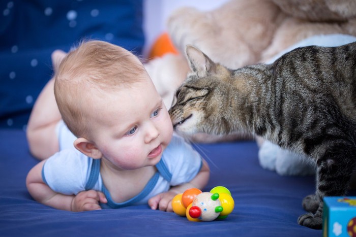 赤ちゃんにキスする猫